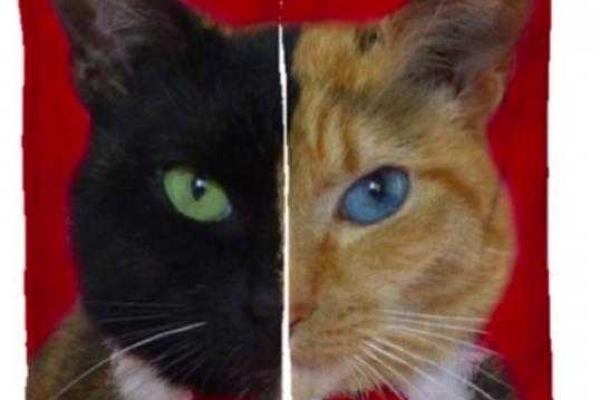 Необычная "двуликая" кошка стала новой звездой интернета. Видео