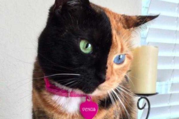 Необычная "двуликая" кошка стала новой звездой интернета. Видео