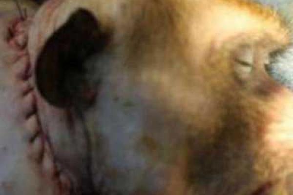 Итальянский хирург успешно пересадил голову обезьяне 