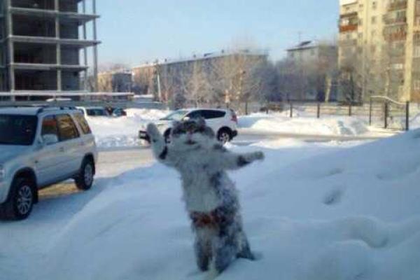 В Омске замерзшего кота покрасили синей краской и воткнули в сугроб