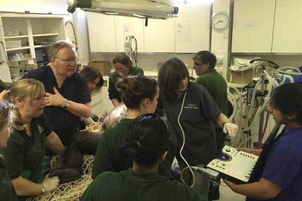 В Англии 12 человек принимали роды у гориллы 