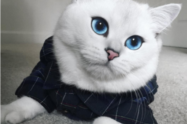 Кот с нежно-голубыми глазами стал звездой интернета