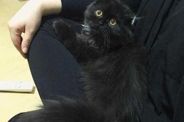 Кот с огромными глазами покорил интернет Кот с огромными глазами покорил интернет