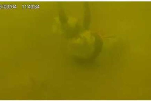 Киевские водолазы обнаружили ужасную находку