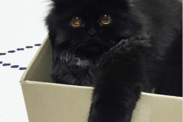 Кот с огромными глазами покорил интернет Кот с огромными глазами покорил интернет