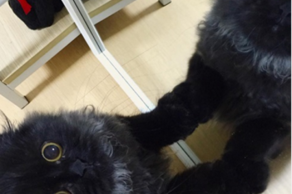 Кот с огромными глазами покорил интернет Кот с огромными глазами покорил интернет