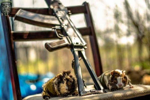 Уникальные кадры фронтовых будней: четвероногие побратимы бойцов АТО Уникальные кадры фронтовых будней: четвероногие побратимы бойцов АТО