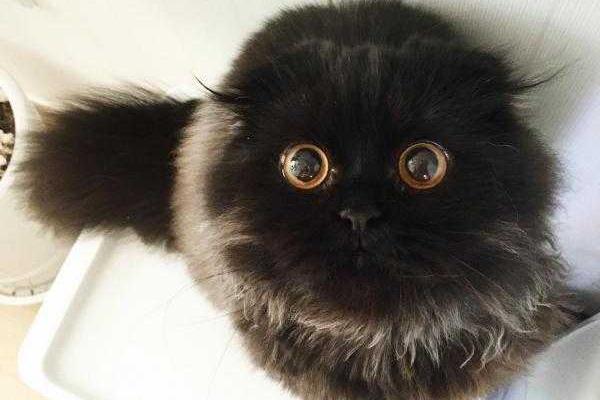 Соцсети покорил кот с бездонными глазами