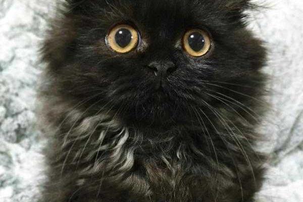 Соцсети покорил кот с бездонными глазами