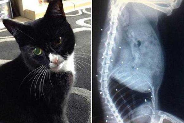 В Великобритании кошка чудом выжила после 30-ти выстрелов