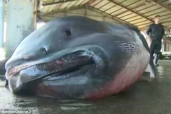 Японские рыбаки выловили редчайшую акулу в мире