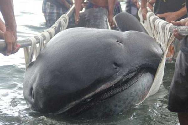 Японские рыбаки выловили редчайшую акулу в мире