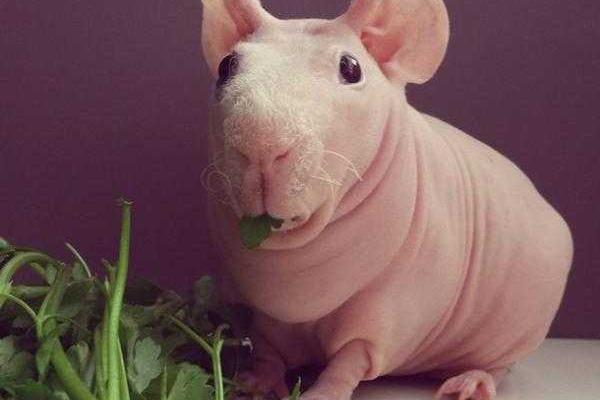 Лысая морская свинка Людвиг стала звездой интернета Лысая морская свинка Людвиг стала звездой интернета