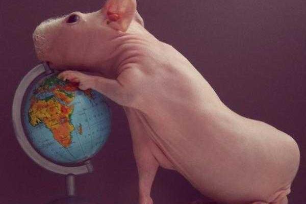 Лысая морская свинка Людвиг стала звездой интернета Лысая морская свинка Людвиг стала звездой интернета