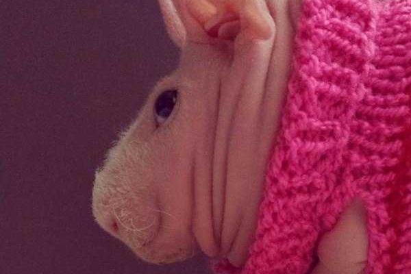 Лысая морская свинка Людвиг стала звездой интернета Лысая морская свинка Людвиг стала звездой интернета