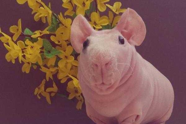 Лысая морская свинка Людвиг стала звездой интернета Лысая морская свинка Людвиг стала звездой интернета