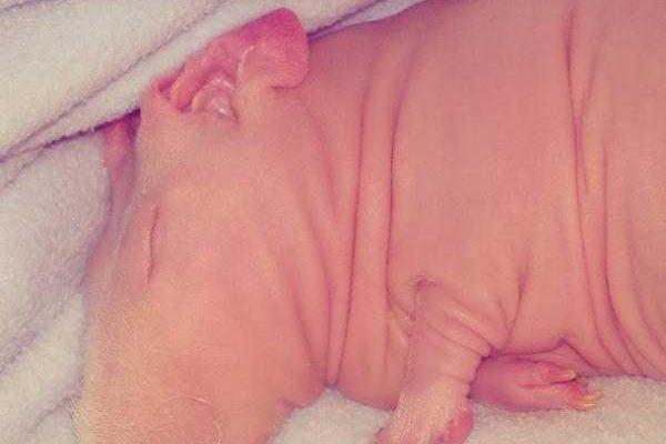 Лысая морская свинка Людвиг стала звездой интернета Лысая морская свинка Людвиг стала звездой интернета