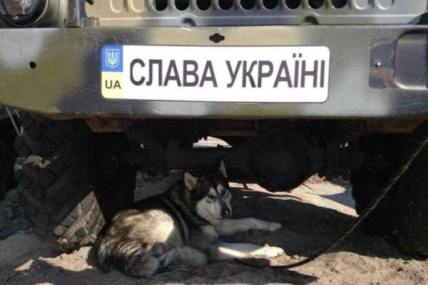 Уникальные кадры фронтовых будней: четвероногие побратимы бойцов АТО Уникальные кадры фронтовых будней: четвероногие побратимы бойцов АТО