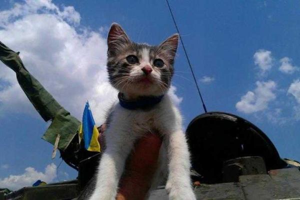 Уникальные кадры фронтовых будней: четвероногие побратимы бойцов АТО Уникальные кадры фронтовых будней: четвероногие побратимы бойцов АТО