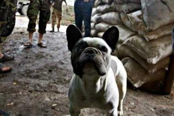 Уникальные кадры фронтовых будней: четвероногие побратимы бойцов АТО Уникальные кадры фронтовых будней: четвероногие побратимы бойцов АТО