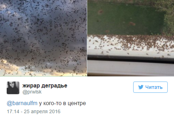 В российском городе Барнауле "клоповый апокалипсис": насекомые облепили дома