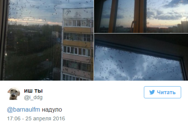 В российском городе Барнауле "клоповый апокалипсис": насекомые облепили дома