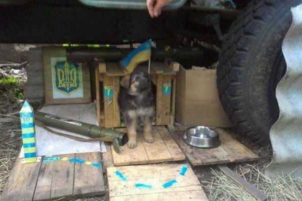 Уникальные кадры фронтовых будней: четвероногие побратимы бойцов АТО Уникальные кадры фронтовых будней: четвероногие побратимы бойцов АТО