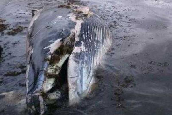 Россияне разделали и съели кита, который выбросился на берег