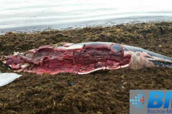 Россияне разделали и съели кита, который выбросился на берег