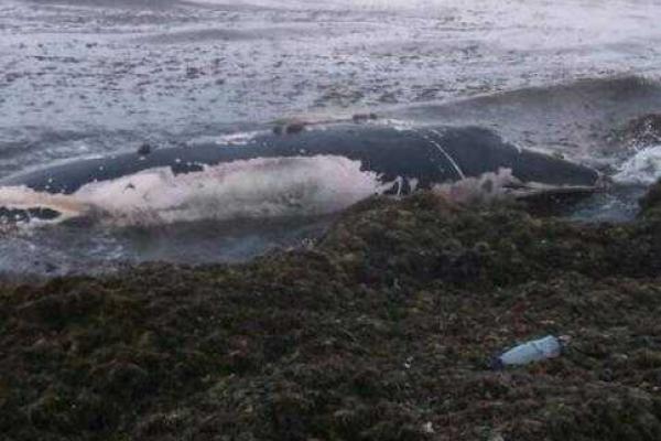 Россияне разделали и съели кита, который выбросился на берег