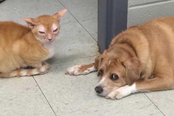 В США найден кот с внешностью магистра Йоды