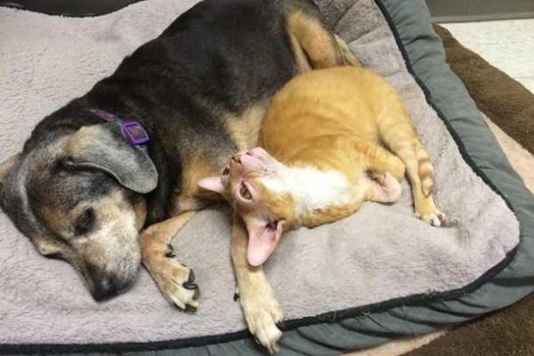 В США найден кот с внешностью магистра Йоды