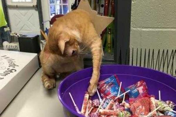 В США найден кот с внешностью магистра Йоды