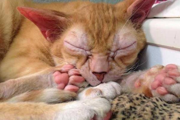 В США найден кот с внешностью магистра Йоды