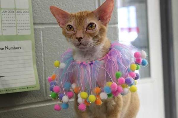 В США найден кот с внешностью магистра Йоды