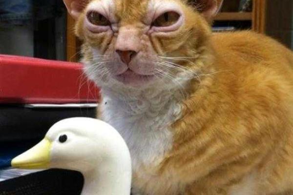 В США найден кот с внешностью магистра Йоды