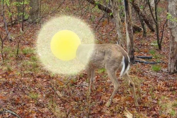 Застрявший в плафоне олень стал героем мемов
