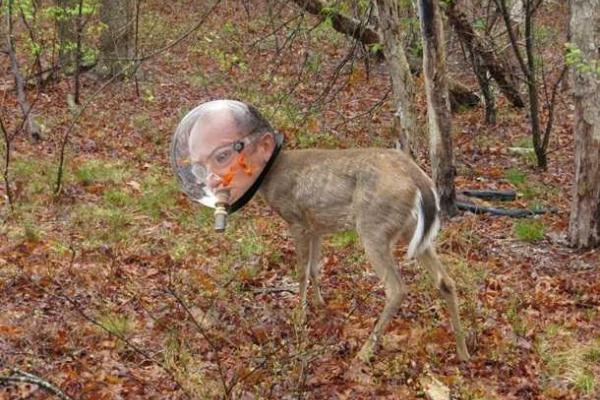 Застрявший в плафоне олень стал героем мемов