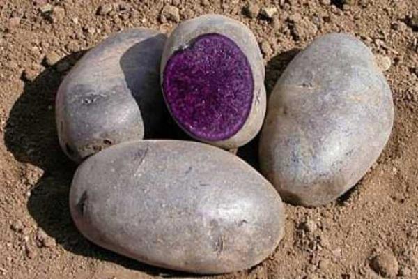 Американские ученые вывели полезный фиолетовый картофель Американские ученые вывели полезный фиолетовый картофель