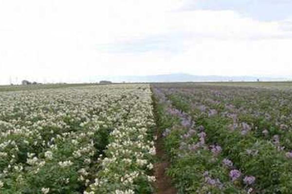 Американские ученые вывели полезный фиолетовый картофель Американские ученые вывели полезный фиолетовый картофель