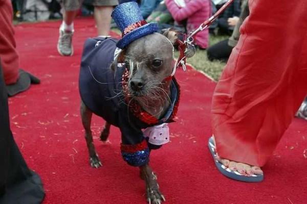 "Самого страшного" пса наградили за героизм "Самого страшного" пса наградили за героизм