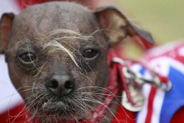 "Самого страшного" пса наградили за героизм "Самого страшного" пса наградили за героизм