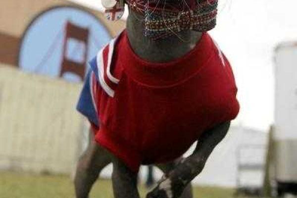 "Самого страшного" пса наградили за героизм "Самого страшного" пса наградили за героизм