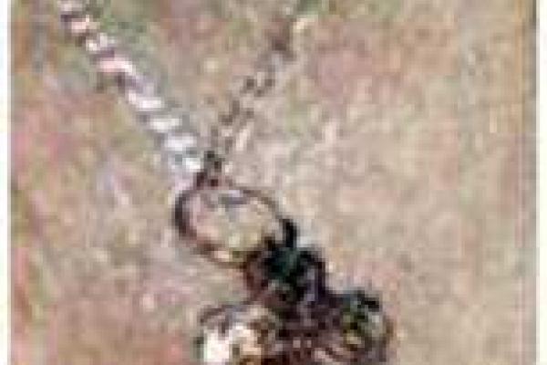 На Донетчине полиция устанавливает личность погибшего мужчины: отрабатываются списки военнослужащих