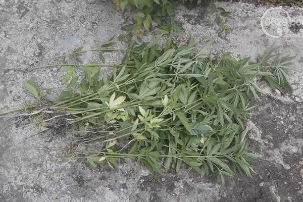 Наркоплантация под Мариуполем: парень решил выращивать наркотик дома Наркоплантация под Мариуполем: парень решил выращивать наркотик дома