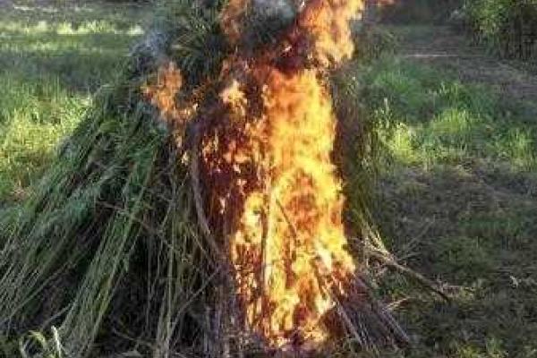 Под Мариуполем разожгли костер из 7 тысяч кустов конопли Под Мариуполем разожгли костер из 7 тысяч кустов конопли