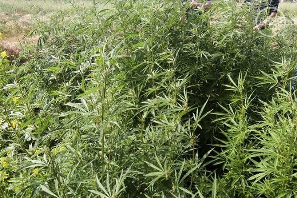 В Донецкой области на огороде среди кукурузы нашли коноплю