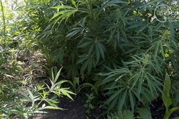 В Донецкой области на огороде среди кукурузы нашли коноплю