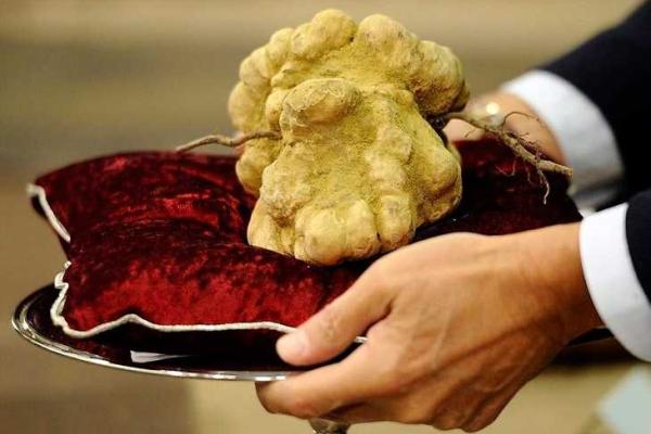 Киевлянин нашел в лесу гриб за 19 тысяч гривен Киевлянин нашел в лесу гриб за 19 тысяч гривен