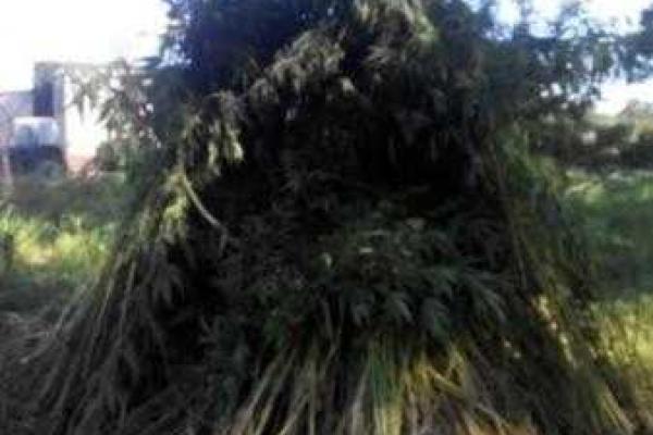 Под Мариуполем разожгли костер из 7 тысяч кустов конопли Под Мариуполем разожгли костер из 7 тысяч кустов конопли